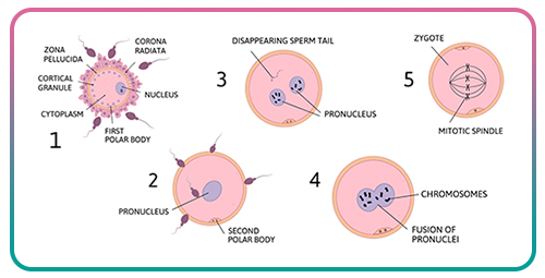 Stages of Embryo Development