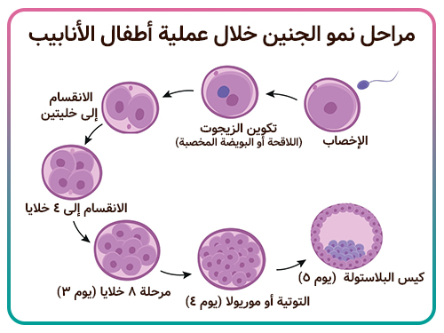 مراحل نمو الجنين خلال عملية أطفال الأنابيب